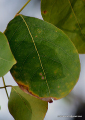 Millettia peguensis