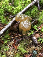 Leotia lubrica image
