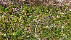 Selaginella eremophila
