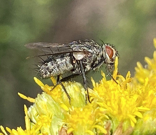 iNaturalist observation photo of Tachinid Flies