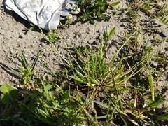 Poa annua