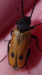 Apalus bimaculatus
