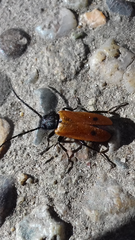 Apalus bimaculatus