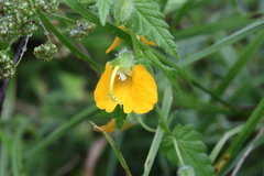 Rhynchocorys orientalis