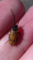 Apalus bimaculatus