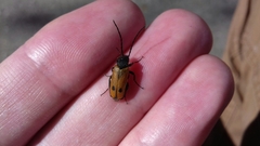 Apalus bimaculatus