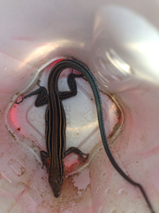 Aspidoscelis hyperythrus beldingi