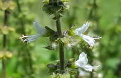 Ocimum basilicum