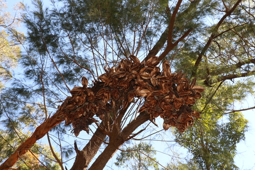 Image of Doryanthes palmeri by (c) Greg Tasney, some rights reserved (CC BY-SA)
