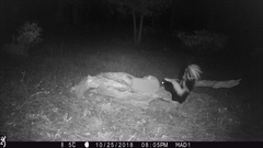 Mephitis mephitis estor