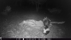 Mephitis mephitis estor