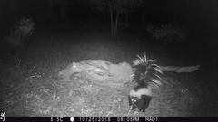 Mephitis mephitis estor