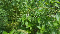 Ocimum basilicum
