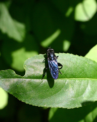Chalcosyrphus chalybeus