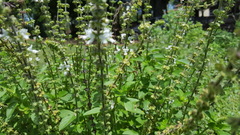 Ocimum basilicum