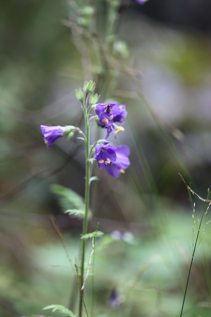 Polemonium caucasicum