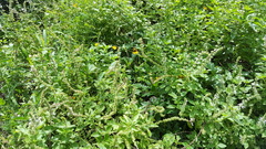 Ocimum basilicum