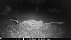 Mephitis mephitis estor