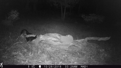 Mephitis mephitis estor