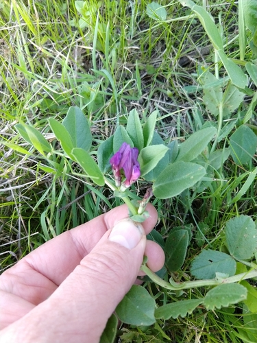 Narbonne Vetch (Vicia narbonensis)