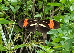 Heliconius erato phyllis