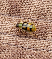 Diabrotica viridicollis