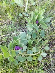 Vicia narbonensis
