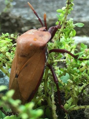 Tessaratoma