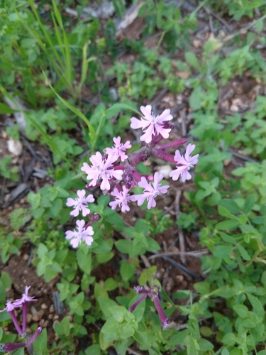 Image of Silene aegyptiaca by no rights reserved