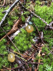 Leotia lubrica image