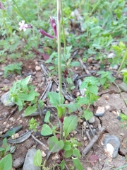 Silene aegyptiaca