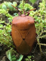 Tessaratoma