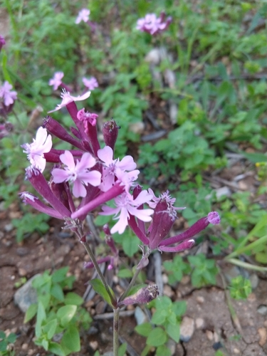 Image of Silene aegyptiaca by no rights reserved