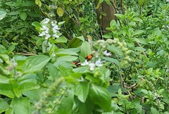 Heliconius erato phyllis