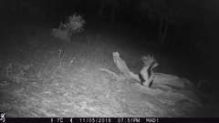 Mephitis mephitis estor