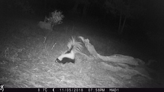 Mephitis mephitis estor