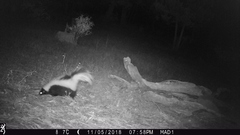 Mephitis mephitis estor