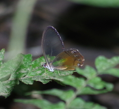 Haetera piera