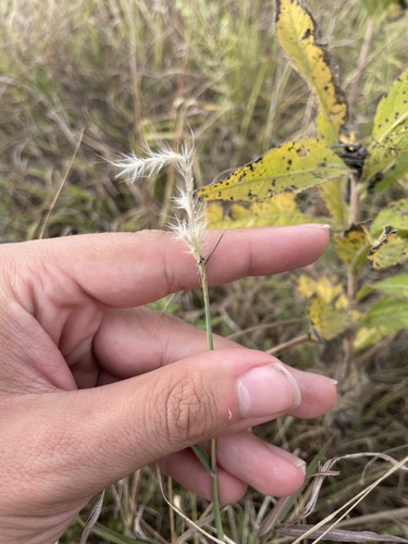 Bothriochloa torreyana, photograph 1