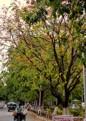 Magnoliopsida