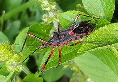 Zelus armillatus