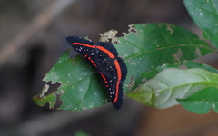 Amarynthis meneria