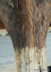 Magnoliopsida