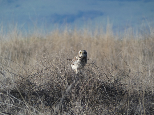 Short-eared Owl photographed in Montana