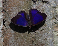 Eunica orphise