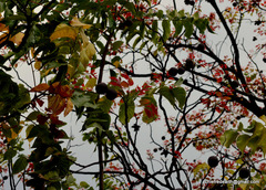 Magnoliopsida
