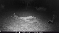 Mephitis mephitis estor