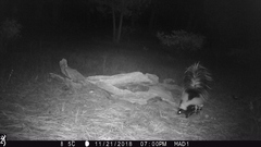 Mephitis mephitis estor