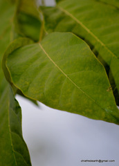 Magnoliopsida