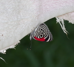 Diaethria clymena